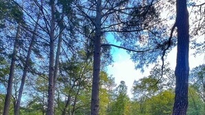 A wooden deck with two lounge chairs and a small table, surrounded by tall trees and a clear sky. - Remote Waterfall Cabin at Swiftwater Acres (Millrift)