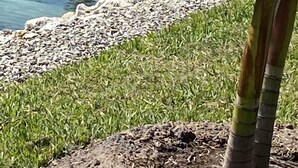 Un oiseau se tient sur une côte rocheuse, avec une étendue d’eau en arrière-plan.