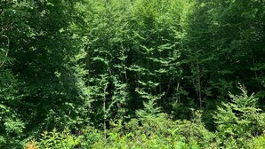 A dense forest with a mountain in the background and a partly cloudy sky. - Maggie Valley Cabin off the Blue Ridge Pkwy. (Maggie Valley)