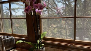 Un comptoir de cuisine avec un grille-pain, un plateau avec des tasses et une carafe, une plante en pot ornée d’orchidées et une fenêtre donnant sur des arbres.