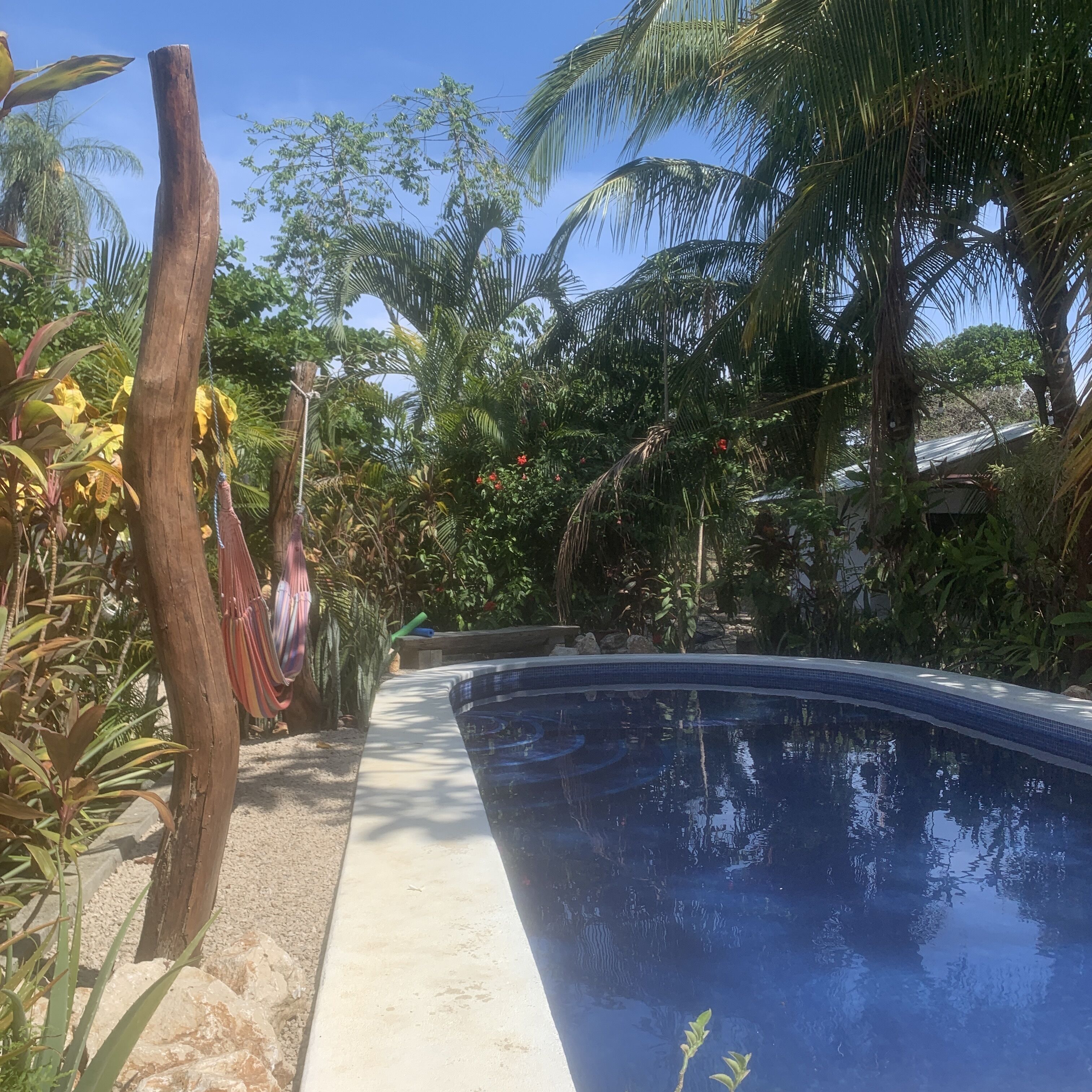 A swimming pool surrounded by tropical vegetation and a wooden fence.