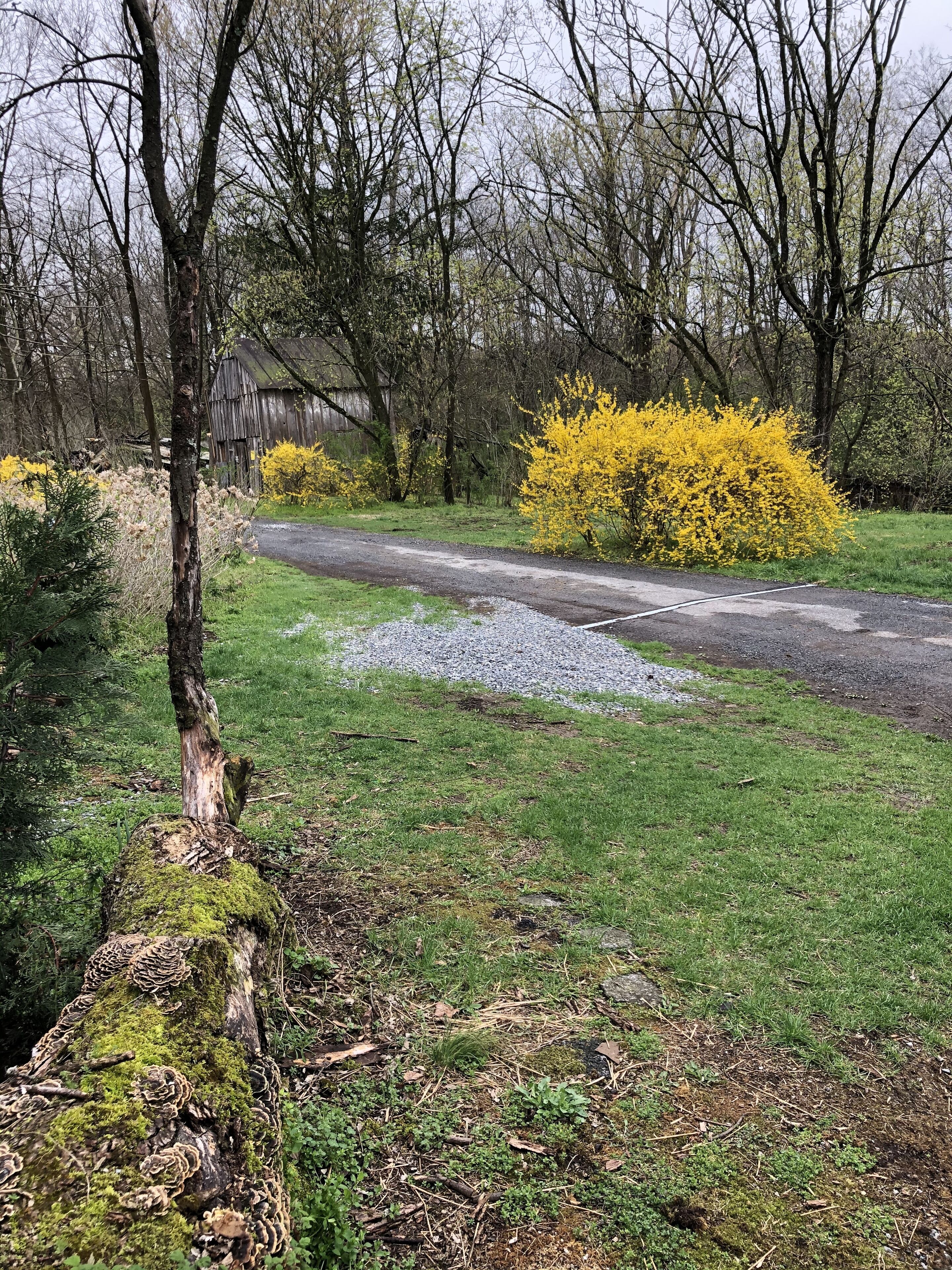 A rural road with a grassy area and a yellow flowering bush.