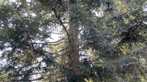 Un árbol grande con un tronco robusto y follaje denso, rodeado por una cerca de madera.