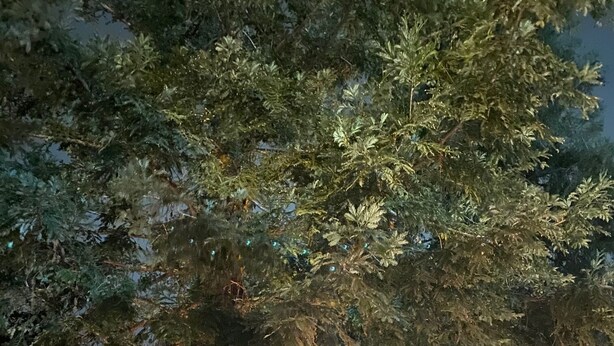 Una cerca de madera con luces de cuerda, un árbol y un banco.