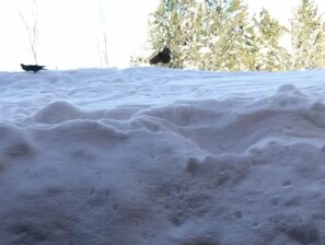 Lumipeitteinen maisema, jossa näkyy lentävä lintu ja taustalla puita.