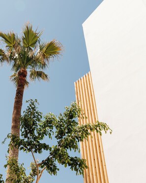 Eine hohe Palme und ein Holzzaun vor blauem Himmel.