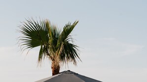 A poolside area with two white lounge chairs, a palm tree, and a large umbrella.