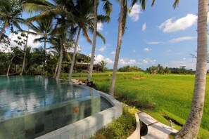 Une piscine entourée de palmiers et bordée d’un terrain verdoyant.