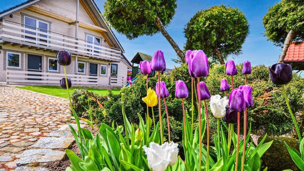 Talo, jonka luo johtaa kivipolku, ja jonka ympärillä on puutarha, jossa kasvaa violetteja ja valkoisia tulppaaneja.