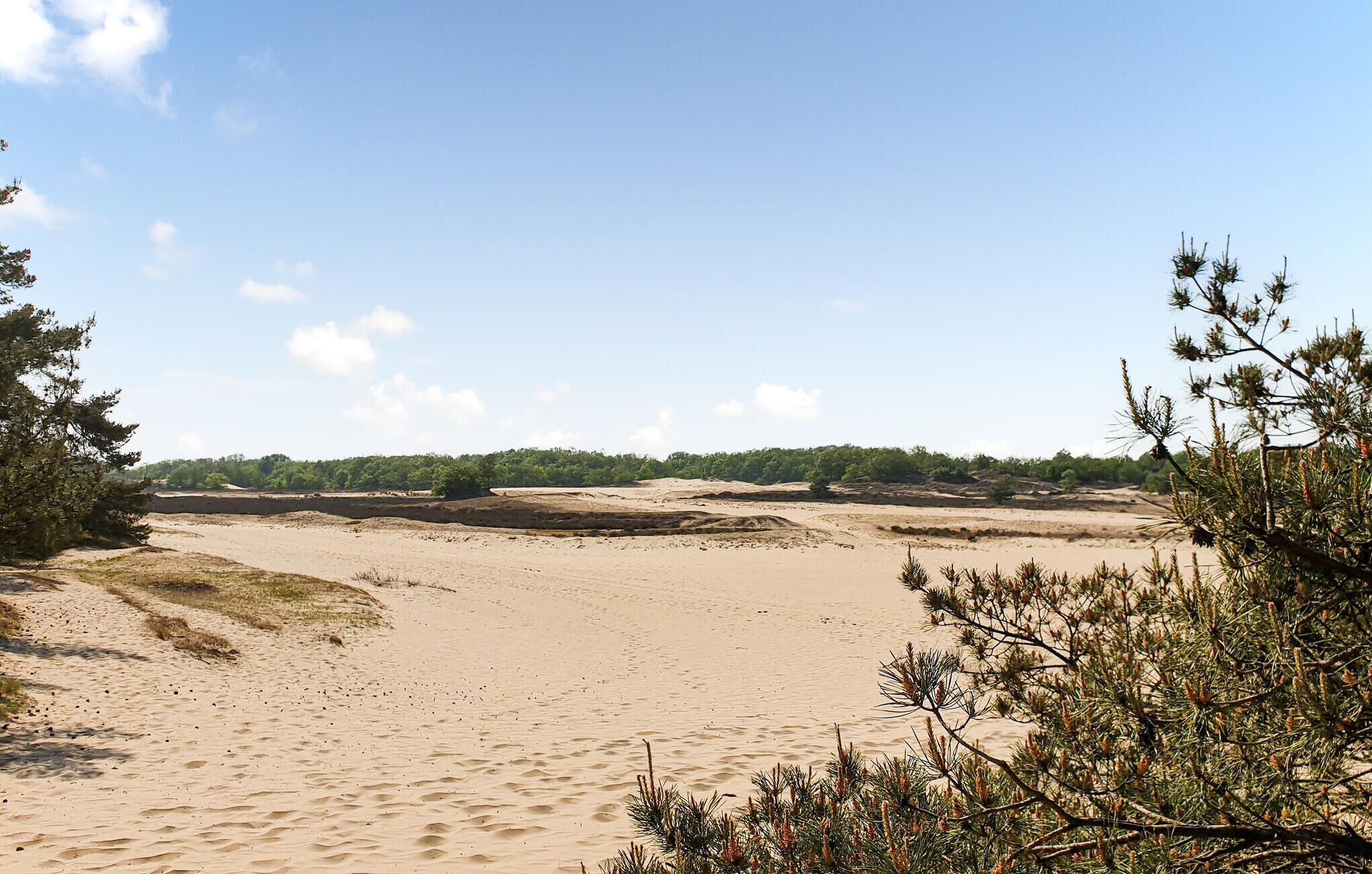 Ein sandiger Strand mit vereinzelter Vegetation und einem fernen Wald.