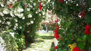 A garden pathway with a white fence and red flowers. - Cala Blanca, low, 2 bedrooms, by Bookindenia (Dénia)