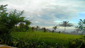 A view of a lush green field with palm trees and a cloudy sky. - Kampoeng Tourist Homestay (Banyuwangi)