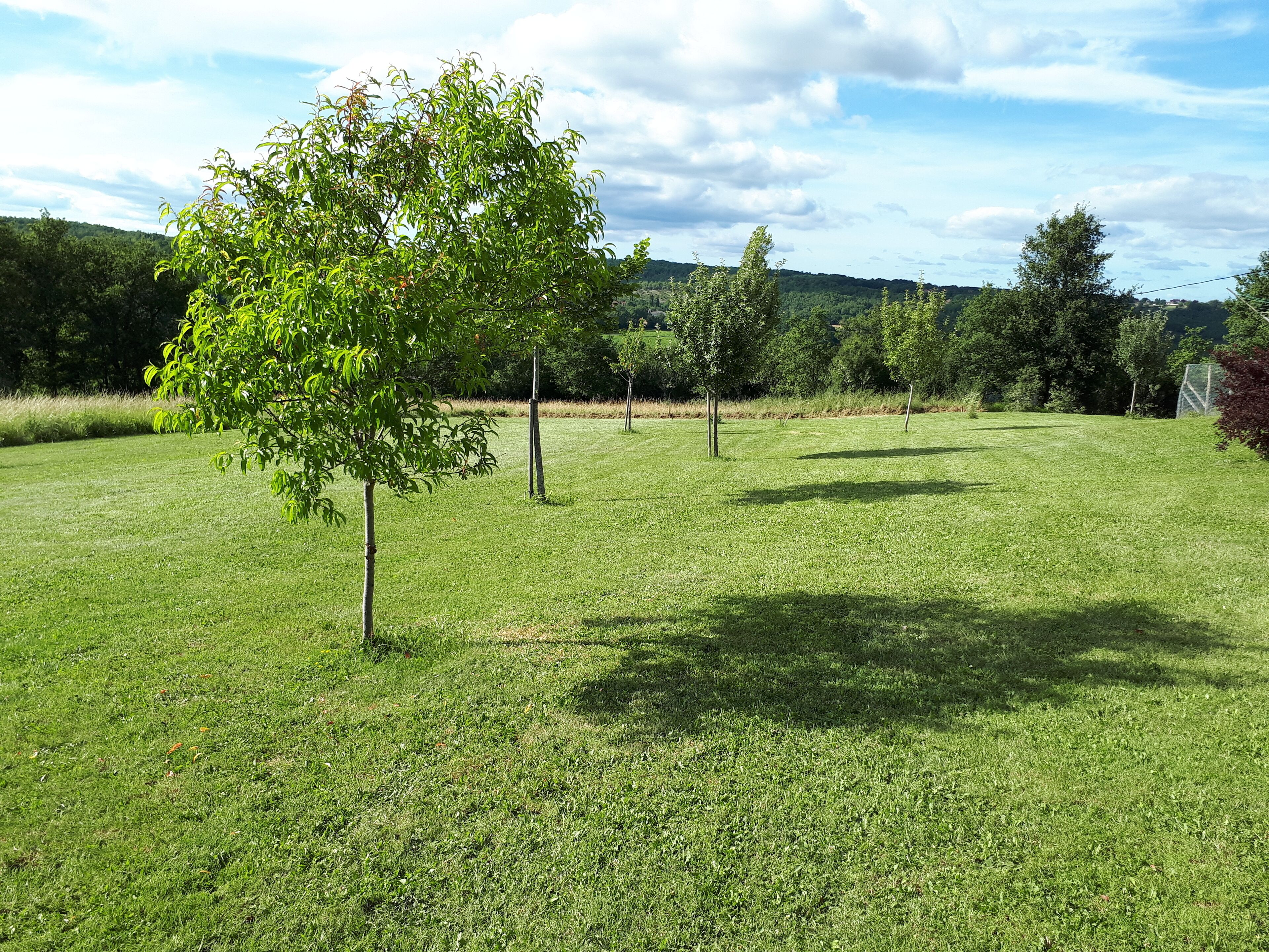 A grassy field with several trees and a clear sky.