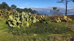A cactus garden with various types of cacti and a pine tree in the background.