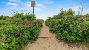 A pathway flanked by dense pink flowering bushes leading to a signpost.
