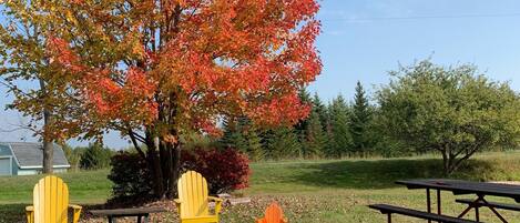 Un espace pique-nique avec des sièges extérieurs, un foyer et un grand arbre aux feuilles d’automne.