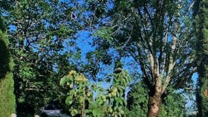 Un sentier de jardin avec un banc en bois et des plantes en pot.