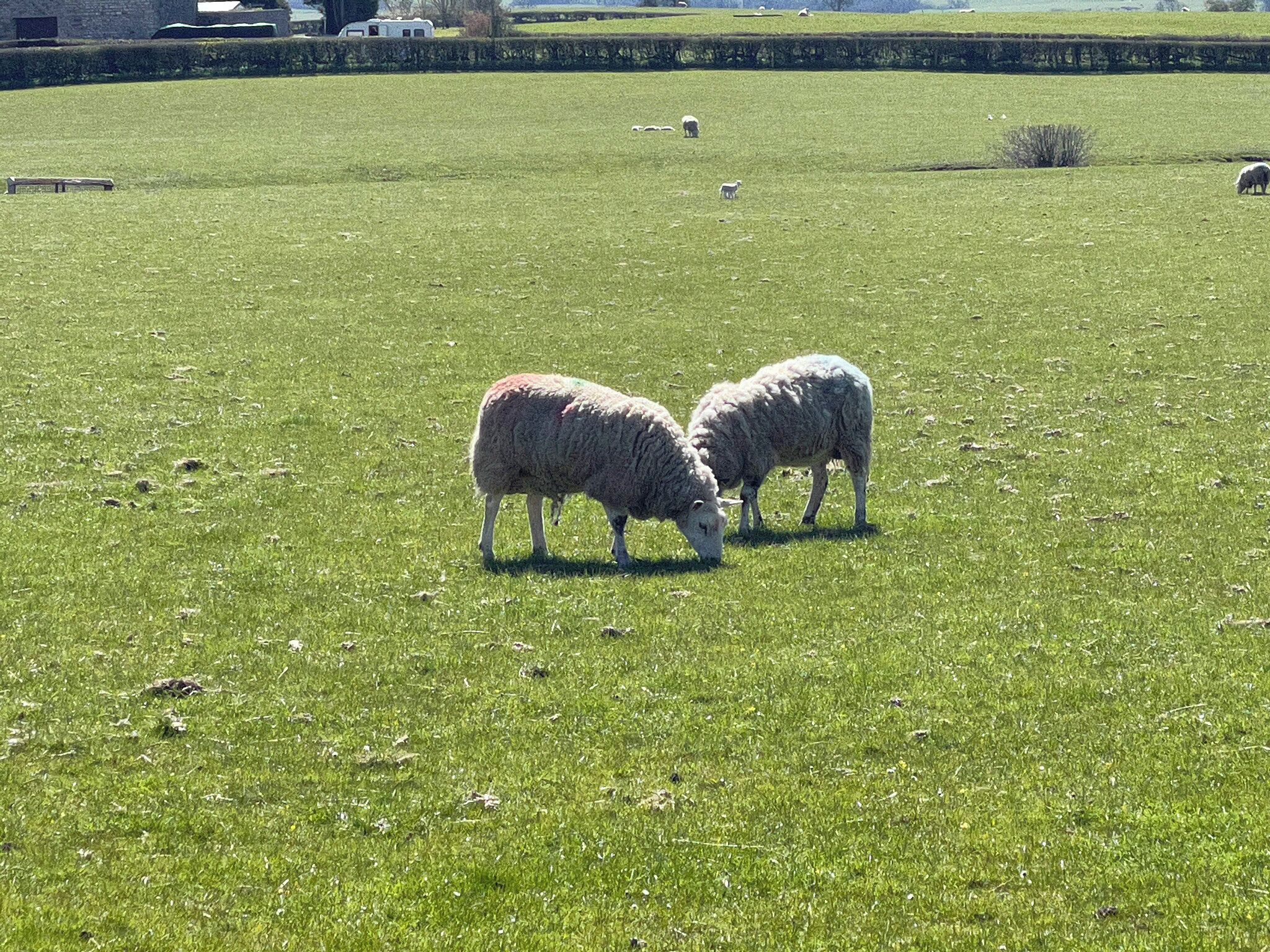 A grassy field with two sheep grazing.