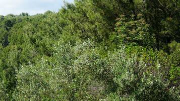 Traditional Villa | Garden view
