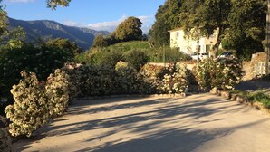 Una strada di campagna con un muro in pietra e cespugli fioriti.