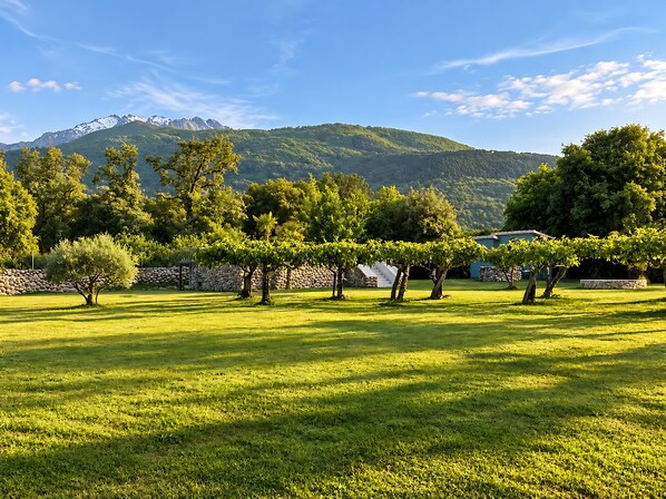 A grassy field with trees and a mountain in the background. - Finca Aprisco de Candeleda, a dream to share. (candeleda)
