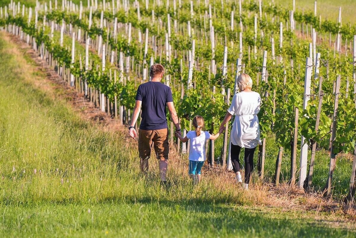 A vineyard with rows of grapevines and a family walking through.