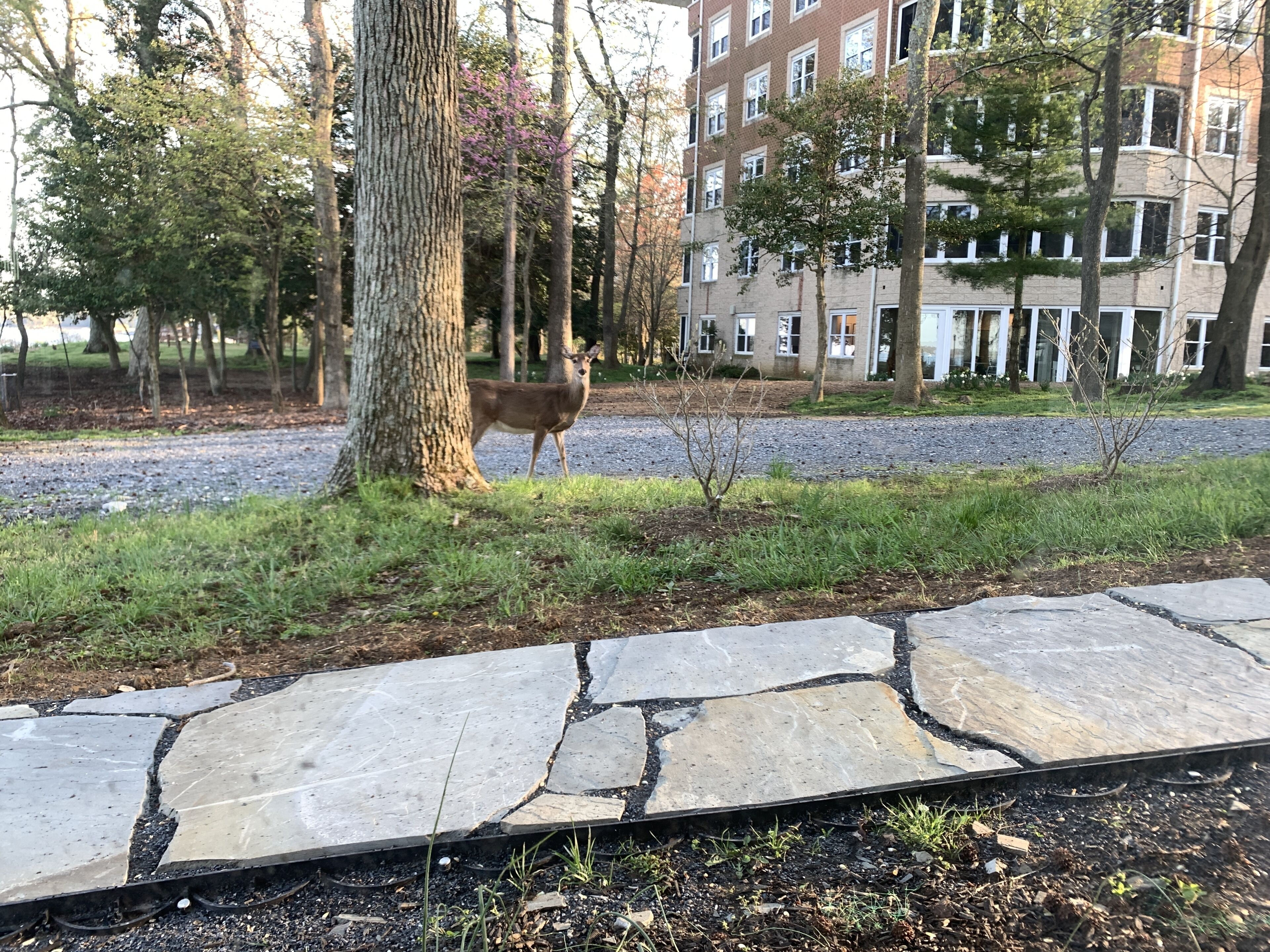 Un ciervo en un parque con un sendero de piedra y un edificio al fondo.