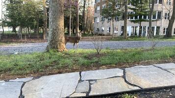 Un ciervo en un parque con un sendero de piedra y un edificio al fondo.