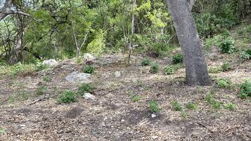 A natural outdoor area with trees and a ground covered in dry leaves and small rocks.