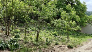 A gravel path surrounded by dense greenery and trees. - Hunter's Ridge Cabins - 1 (Concan)