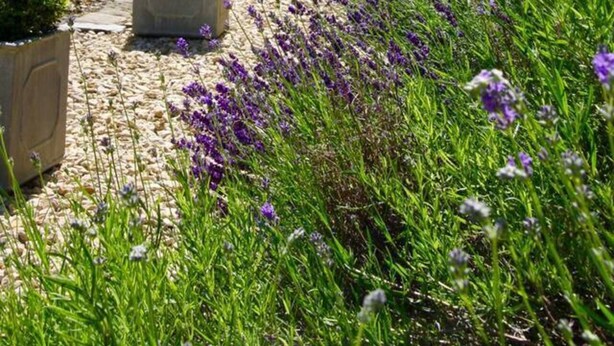 A garden with potted plants and lavender bushes in front of a brick building. - Luxury Accom With Pool Henbury Macclesfield (Macclesfield)