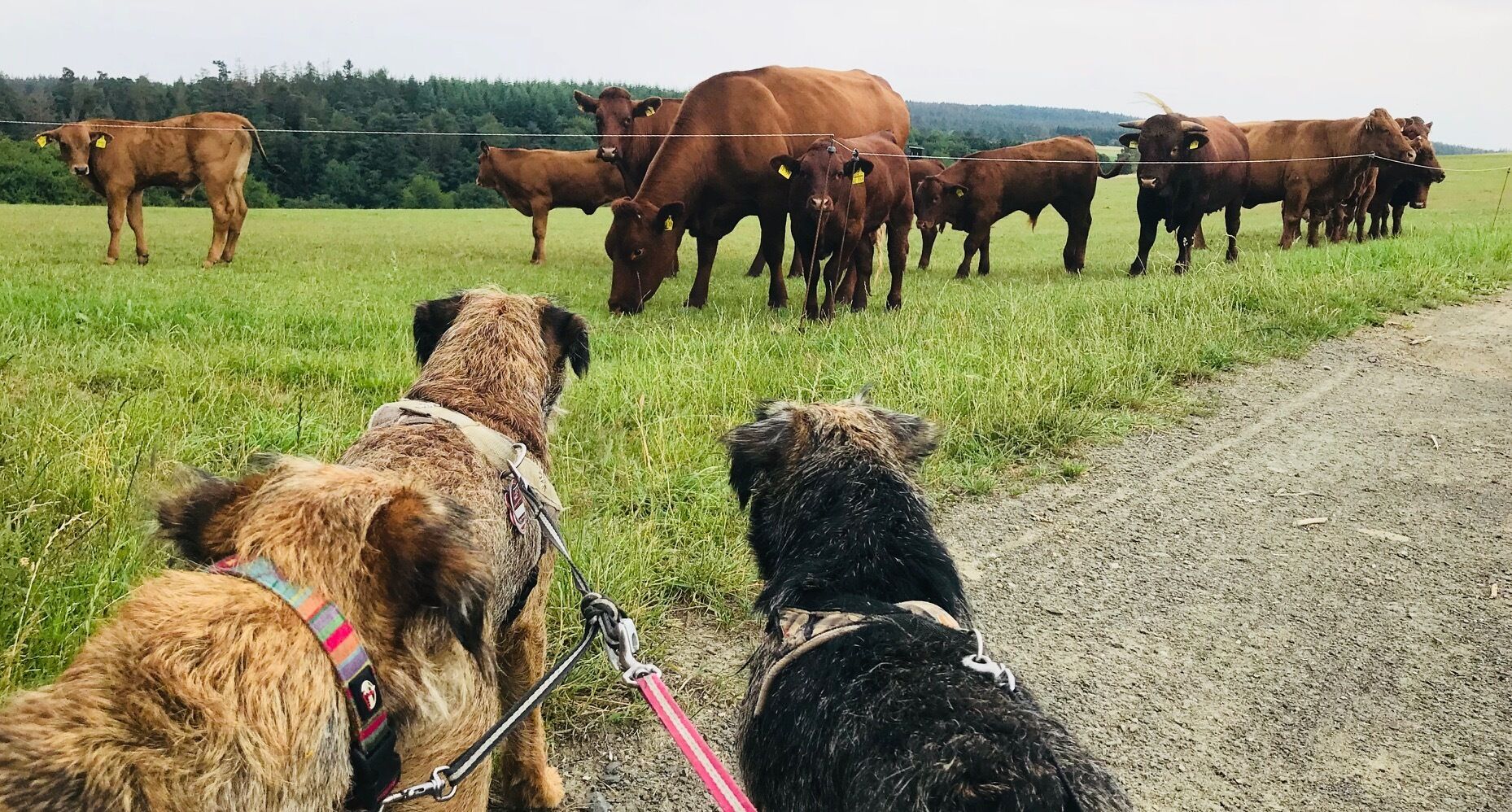 Un paysage rural avec un troupeau de bovins dans un champ, un chemin de terre et deux chiens tenus en laisse.