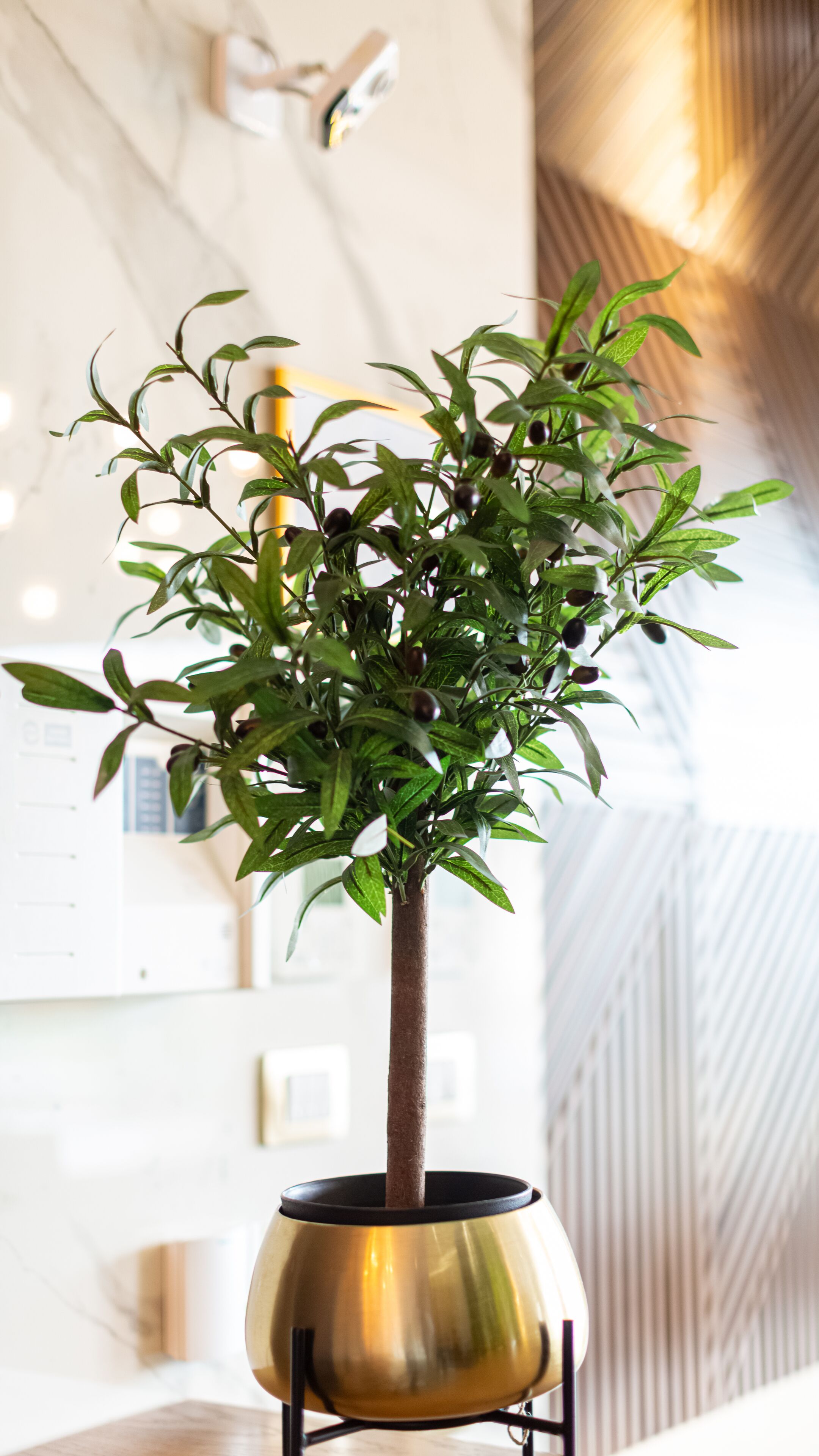 A potted plant with a tall, slender trunk and green leaves, placed on a stand in a well-lit indoor space.