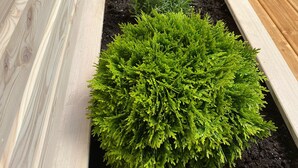 Een tuin met houten verhoogde planters en een houten terras.