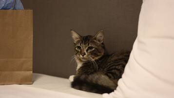 Un gato sentado en una cama con una bolsa de papel marrón y una almohada blanca al fondo.