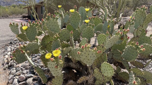 Un cactus aux fleurs jaunes dans un paysage désertique.