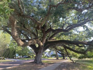 Property grounds - 5min from Downtown Orlando I 17min from Disney & Universal I Luxury Villa for 6 (Orlando)