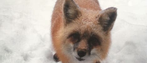 Àrea exterior de l'allotjament