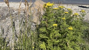 A lake with mountains in the background and a rocky shoreline with yellow flowers in the foreground.