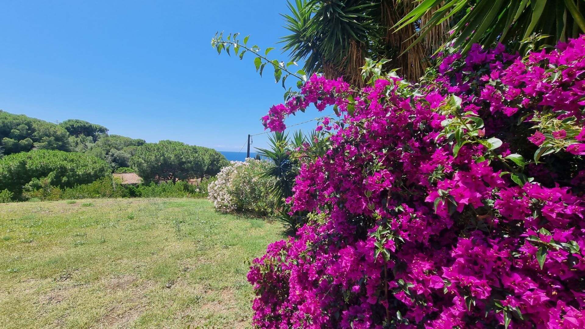 Un jardín exuberante con coloridas flores de buganvilla rosa, un campo cubierto de césped y abundante vegetación al fondo.