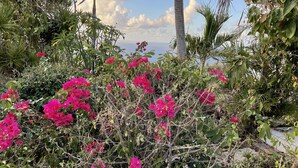 A garden with pink bougainvillea flowers, palm trees, and a view of the sea. - Ultimate USVI Views overlooking Caribbean & Salt River Bay Nat'l EcoPreserve (Christiansted)
