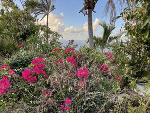 Surrounded by lush tropical plants and vibrant flowers, this serene garden offers a peaceful retreat.