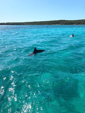 A clear blue sea with a dolphin swimming. - Anchor's Away, Russell Island (Russell Island)