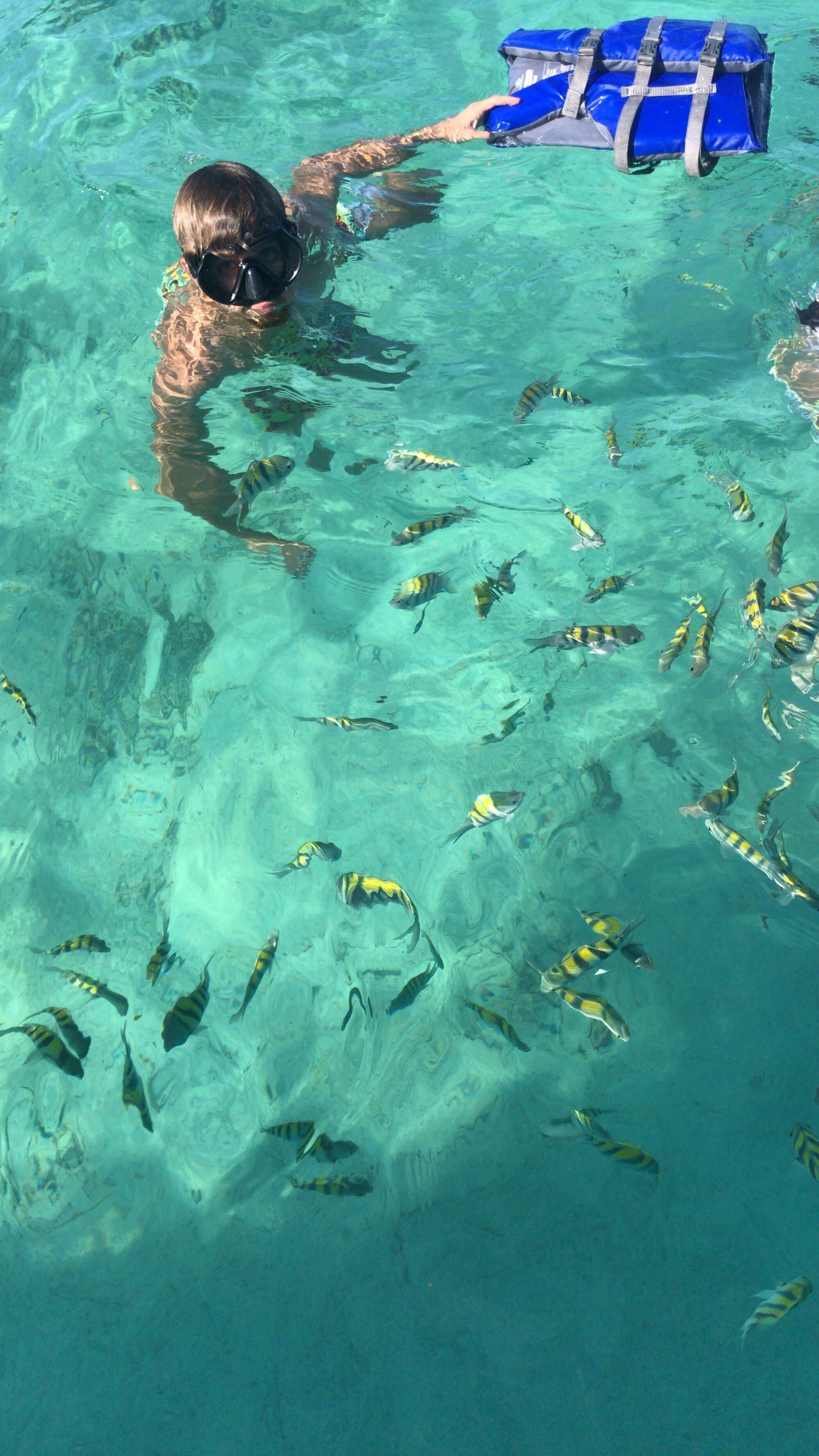 Une personne nage dans une eau claire où l’on peut voir de nombreux poissons.