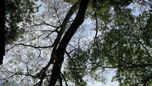 Une vue d’un bâtiment devant lequel est garée une voiture, le tout étant entouré d’arbres et de verdure.