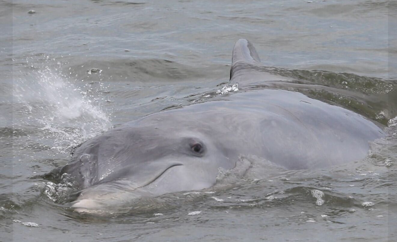 A dolphin swimming in the water.