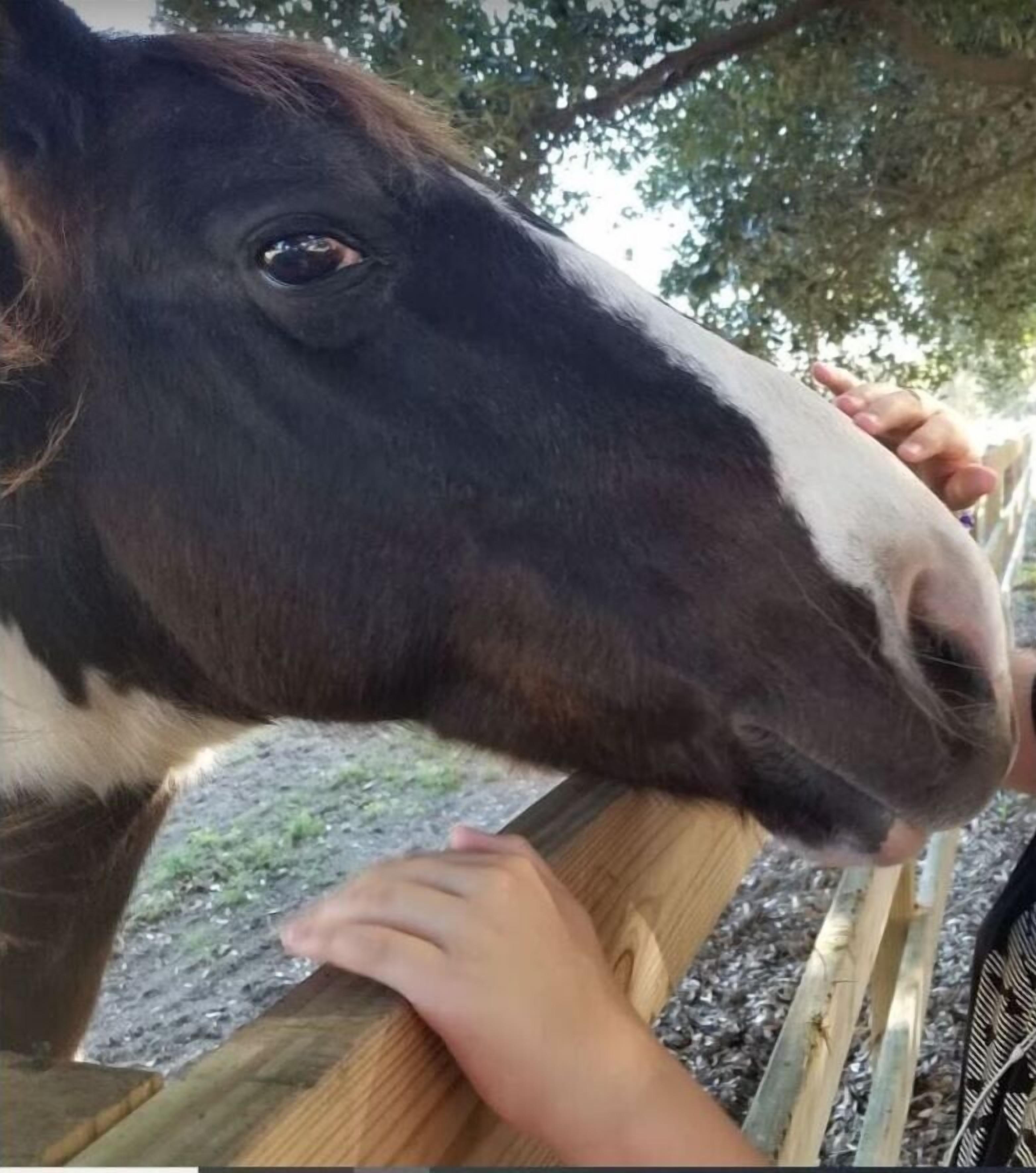 A close-up of a horse's head with a person petting it.