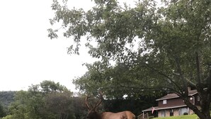 Een groot eland in een grasveld, met een huis op de achtergrond.