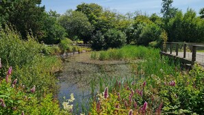 Eine natürliche Landschaft mit Teich, dichtem Grün und einer Holzbrücke.