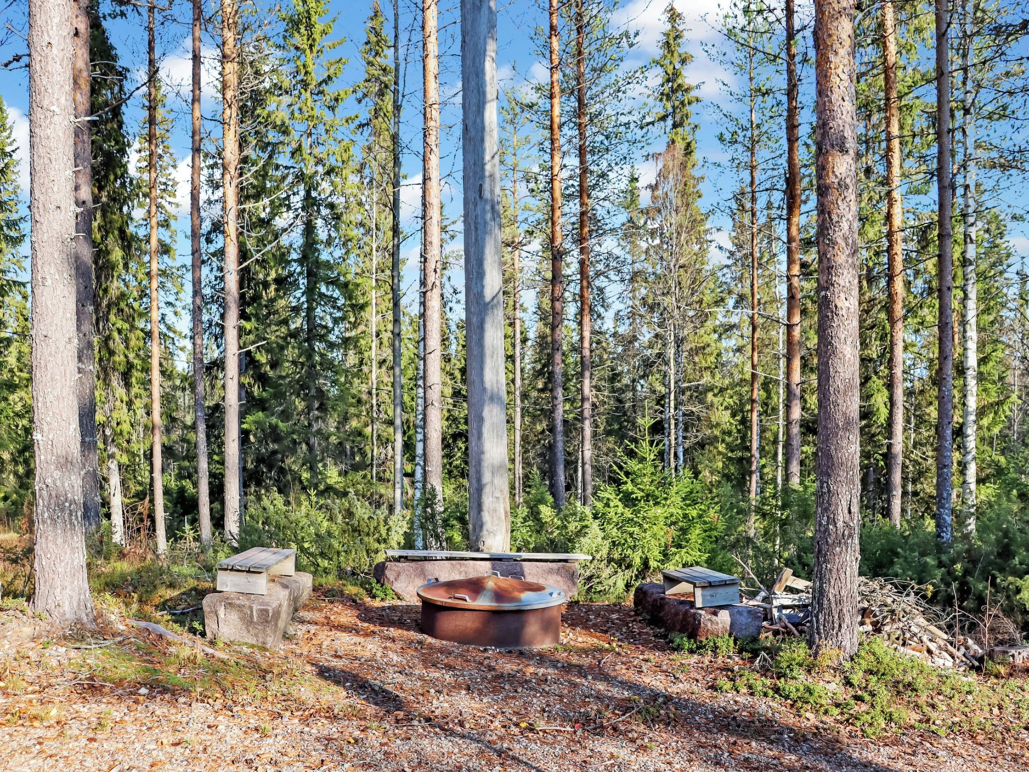 A forested area with a fire pit and benches.